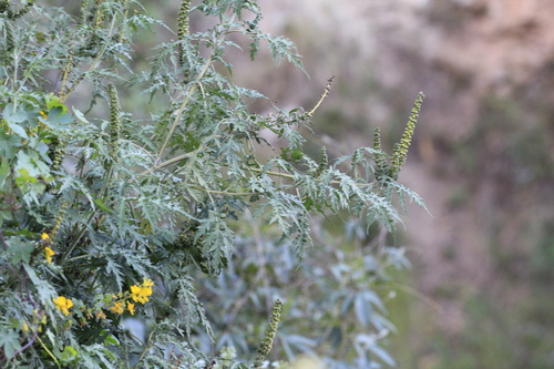 altamisa (Ambrosia arborescens)