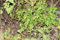 Muehlenbeckia volcanica, photograph author not stated, no rights reserved