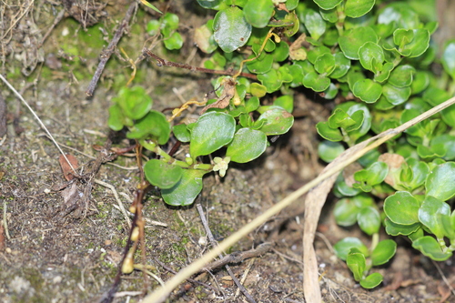 Muehlenbeckia volcanica, photograph 5