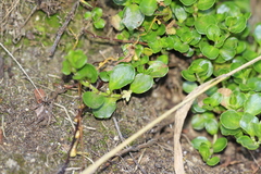 author not stated, no rights reserved Muehlenbeckia volcanica, photograph author not stated, no rights reserved