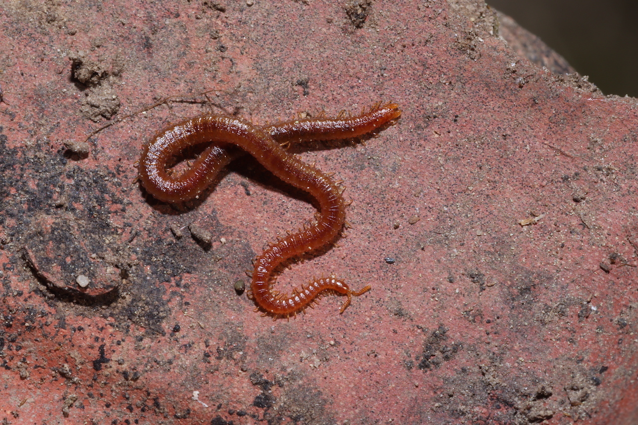Dignathodon microcephalus Lucas, 1846