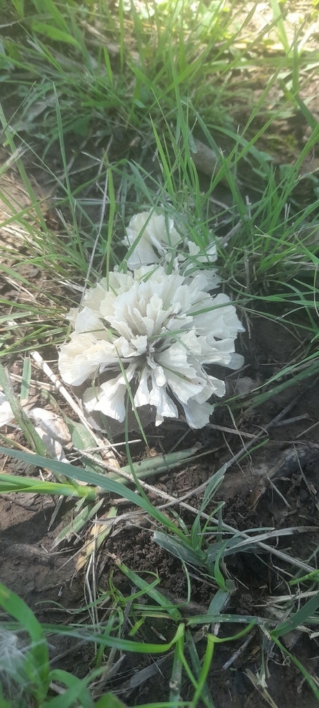 Irpex rosettiformis · March 2026 · photo: © pedrogarabaya (iNaturalist, CC)