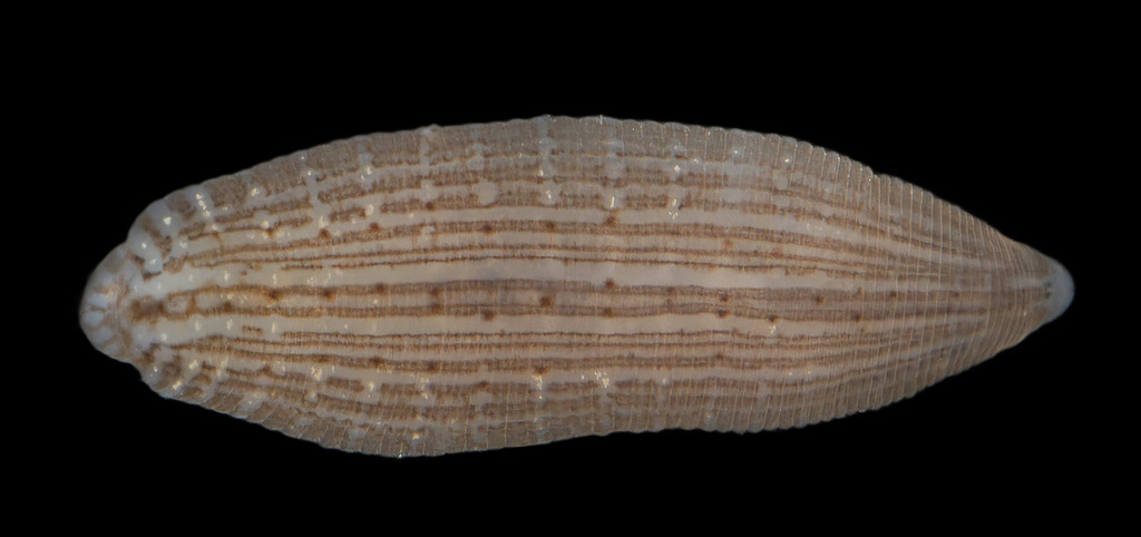 Helobdella austinensis