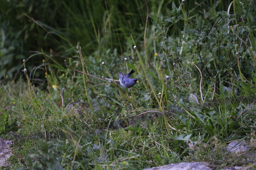 Band-tailed Seedeater (Catamenia analis), photo 5