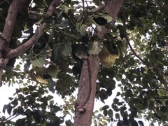 Metopium brownei