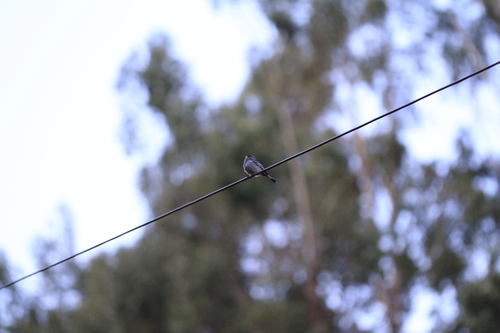 Band-tailed Seedeater (Catamenia analis), photo 6