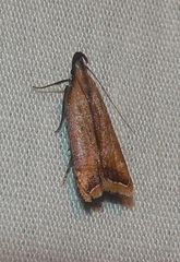 Dichomeris heriguronis