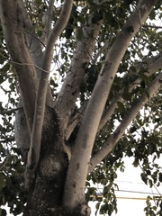 Metopium brownei