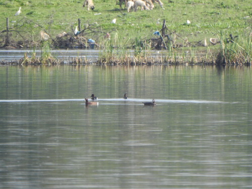 Ferruginous Duck