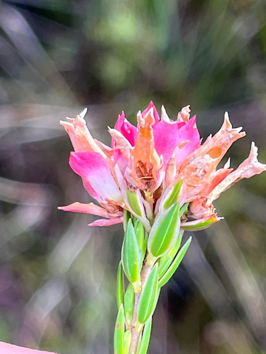 Laurel Heath (Erica bracteolaris)