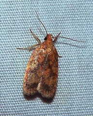 Agonopterix robiniella