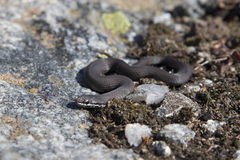 Drysdalia coronoides