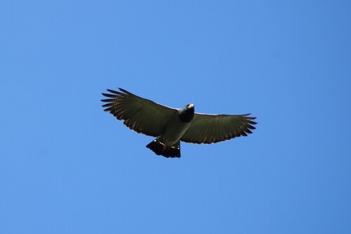Barred Hawk (Morphnarchus princeps), photo 7