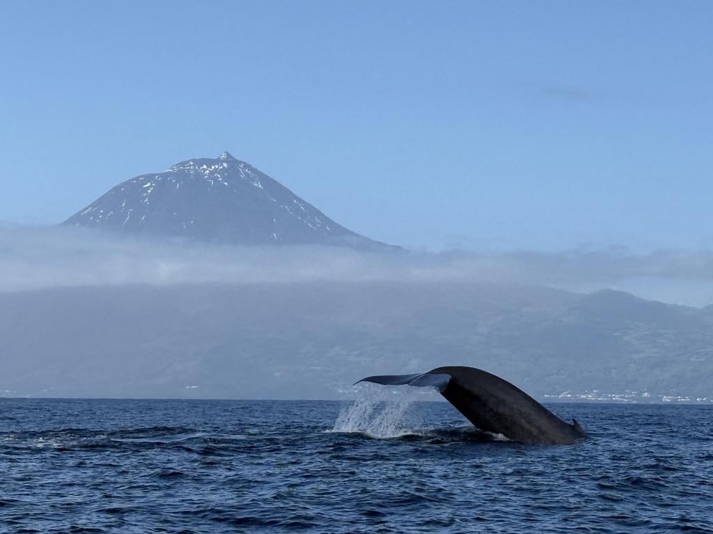 Blue whale diving in front of Pico mountain, Azores