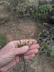 Stillingia linearifolia