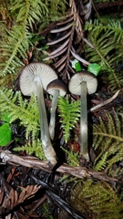 Pluteus nanus
