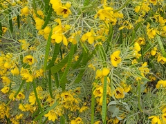 Senna artemisioides artemisioides
