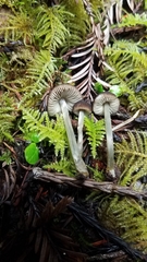 Pluteus nanus