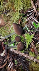 Pluteus nanus