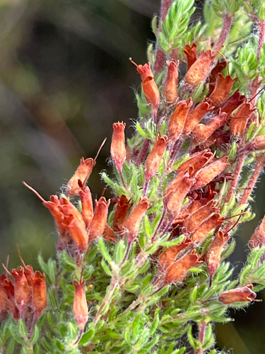 Langeberg Blerrie Heath (Erica longimontana)