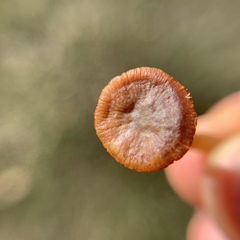 Tubariaceae