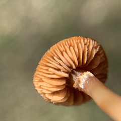 Tubariaceae