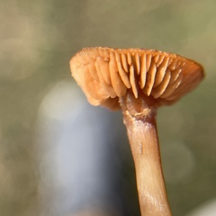Tubariaceae