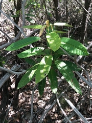 Bocquillonia sessiliflora