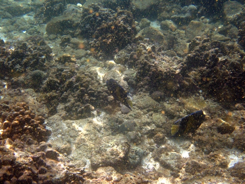 Pomacanthus maculosus