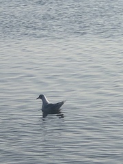 Chroicocephalus maculipennis