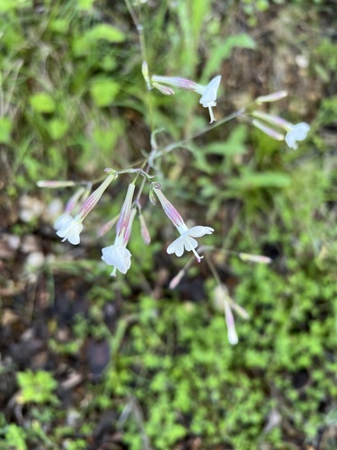 Italian Catchfly (Silene italica)