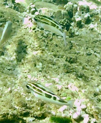 Scolopsis lineata