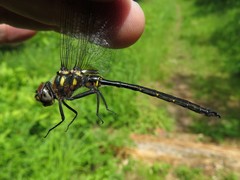 Somatochlora forcipata