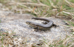 Pseudemoia pagenstecheri