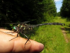 Somatochlora tenebrosa