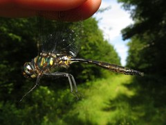 Somatochlora walshii