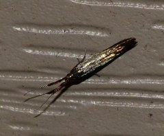 Coleophora mayrella