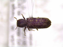 Lichenophanes truncaticollis