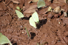 Pseudopieris nehemia