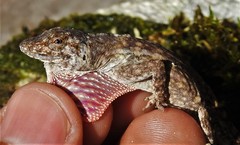 Anolis beckeri