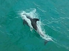 Lagenorhynchus albirostris