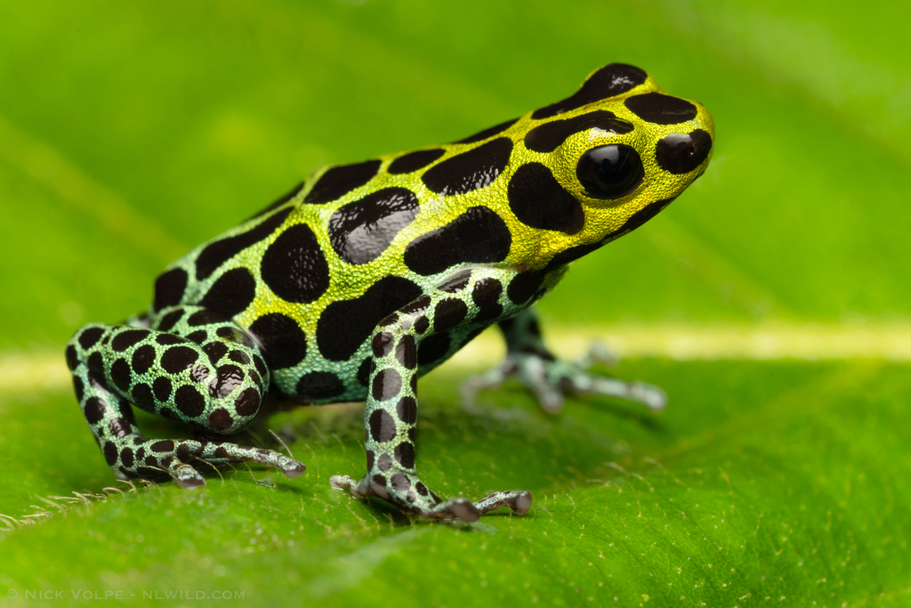 Dendrobate variable (Ranitomeya variabilis)