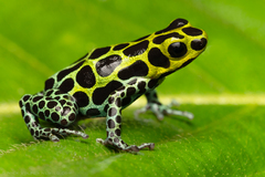 Variable Poison Frog photo 1