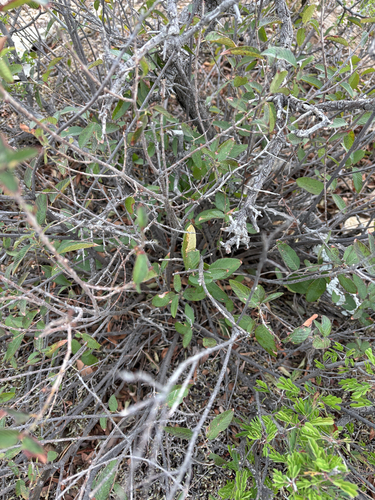 Coyotillo (Karwinskia humboldtiana)