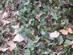 Hedera helix
