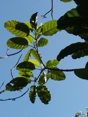 Alstonia balansae