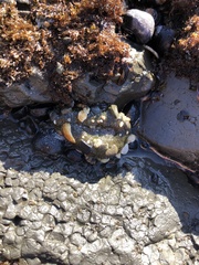 Anthopleura xanthogrammica