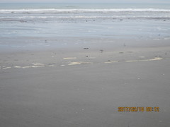 Anarhynchus frontalis