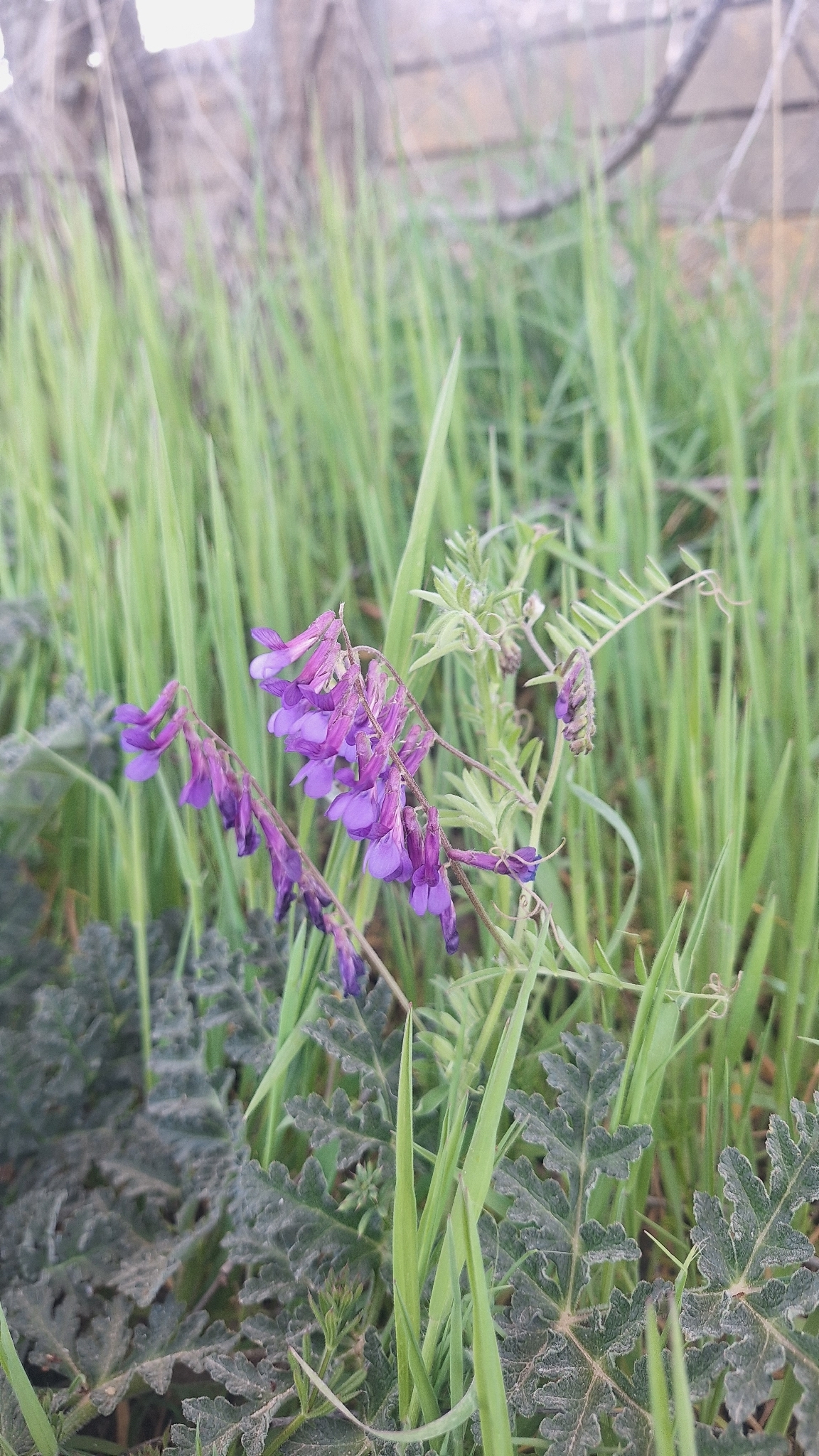 Hairy vetch