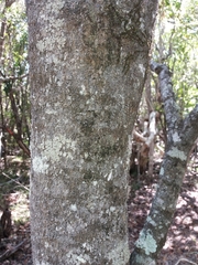 Alstonia balansae